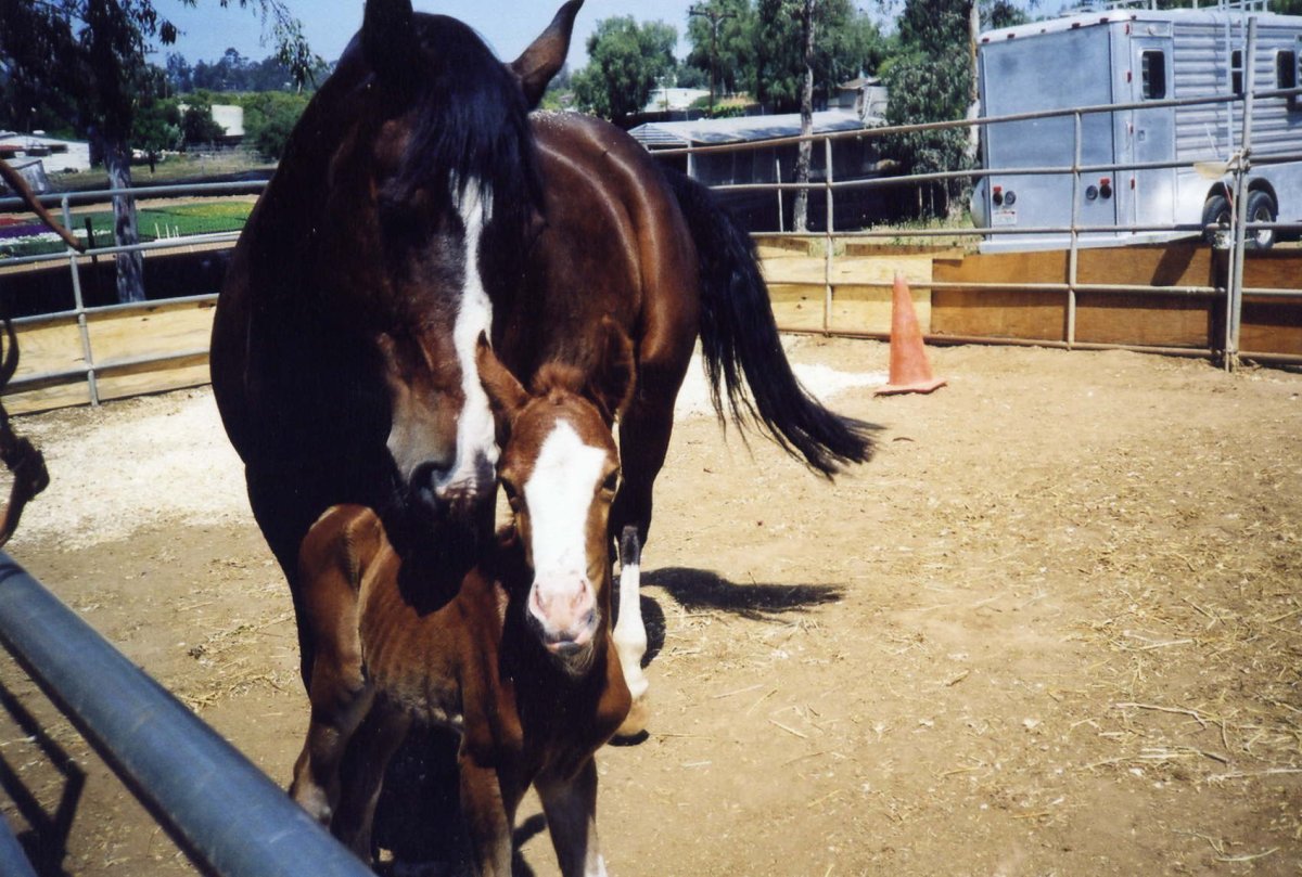 Helping Our Mare's a Little More Naturally