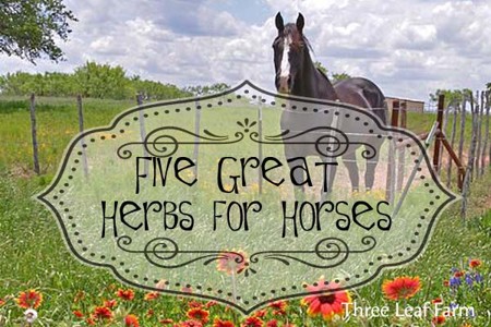 Five (5) Great Herbs for Your Horse