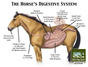 Pro-biotics... What You Don't Know and What Sets Ours Apart 