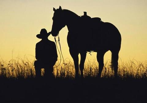 Feed Your Horse on a Budget