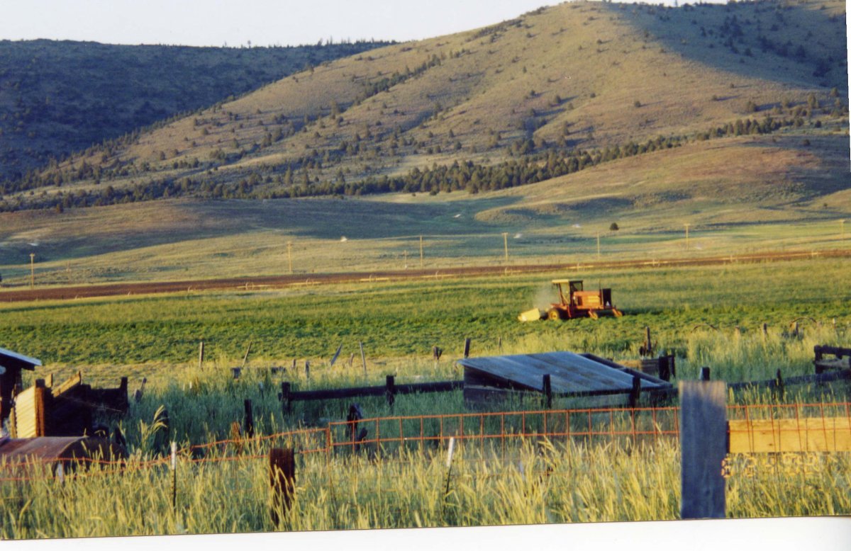 GMO Hay and Your Horse