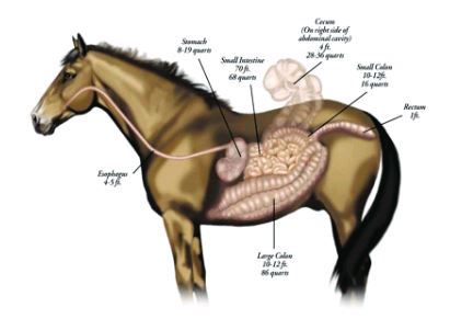 The horse's intestinal tract - Copyright Earth Song Ranch