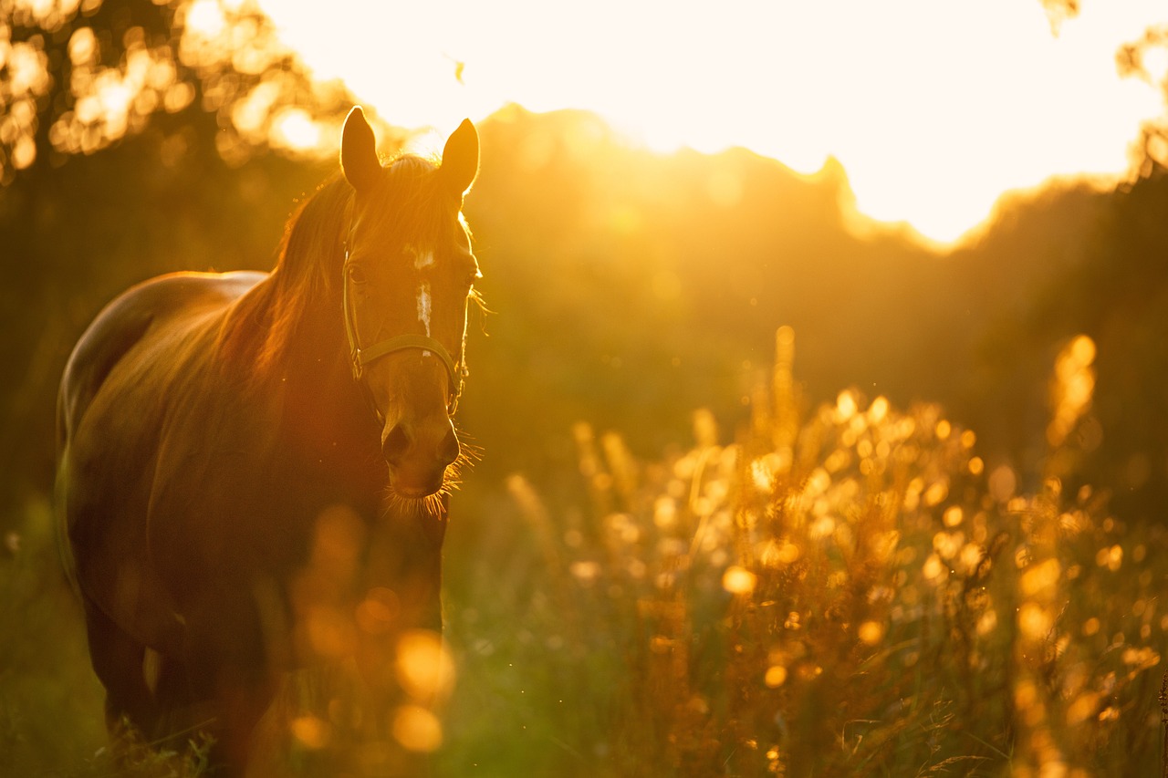  Understanding Free Fecal Water Syndrome (FFWS) in Horses: Causes & Management 