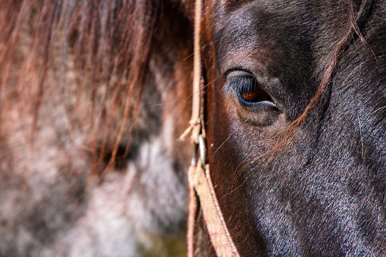  Equine Metabolic Syndrome (EMS) and Lameness Issues 